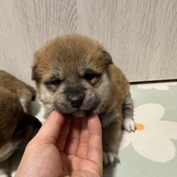 柴犬(標準サイズ)【北海道・女の子・2024年12月4日・赤】の写真「根強い人気赤柴」