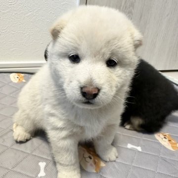 柴犬(標準サイズ)【北海道・女の子・2024年11月22日・白】の写真「大人気白柴」