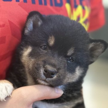 柴犬(標準サイズ)【北海道・女の子・2024年10月26日・黒】の写真「大人気黒柴🩷」