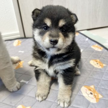 柴犬(標準サイズ)【北海道・女の子・2024年11月22日・黒】の写真「大人気黒柴💓」