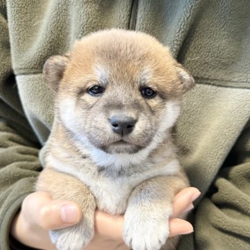 柴犬(標準サイズ)【北海道・女の子・2024年12月4日・赤】の写真「根強い人気の赤柴🩷」