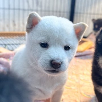 柴犬(標準サイズ)【北海道・女の子・2024年10月26日・白】の写真「大人気白柴！」