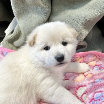 柴犬(標準サイズ)【北海道・男の子・2024年12月4日・白】の写真「鼻が黒い珍しい白柴」