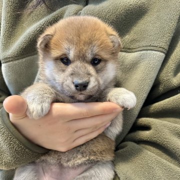 柴犬(標準サイズ)【北海道・女の子・2024年12月4日・赤】の写真「根強い人気赤柴🩷」