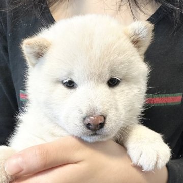 柴犬(標準サイズ)【北海道・女の子・2024年11月22日・白】の写真「大人気白柴✨」