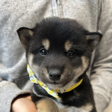 柴犬(標準サイズ)【北海道・男の子・2024年12月4日・黒】の写真「大人気黒柴🩷」