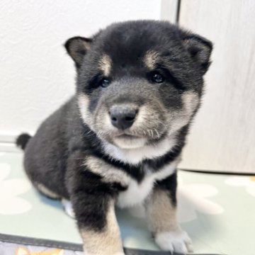 柴犬(標準サイズ)【北海道・男の子・2024年12月4日・黒】の写真「大人気黒柴！」