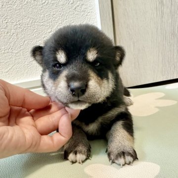 柴犬(標準サイズ)【北海道・男の子・2024年10月26日・黒】の写真「大人気黒柴🩷」