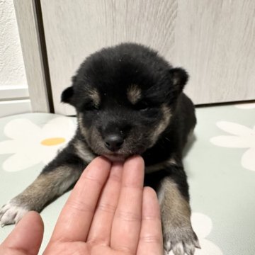 柴犬(標準サイズ)【北海道・男の子・2024年12月4日・黒】の写真「大人気黒柴」