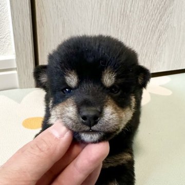 柴犬(標準サイズ)【北海道・女の子・2024年10月26日・黒】の写真「大人気黒柴🩷」