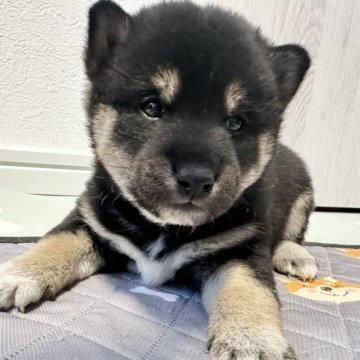 柴犬(標準サイズ)【北海道・男の子・2024年12月4日・黒】の写真「大人気黒柴！」