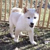 柴犬(標準サイズ)