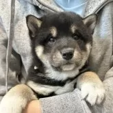 柴犬(標準サイズ)【北海道・男の子・2024年12月4日・黒】の写真1「水色首輪」