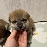 柴犬(標準サイズ)【北海道・女の子・2024年12月4日・赤】の写真1「右手に黒い斑点がない子」