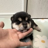 柴犬(標準サイズ)