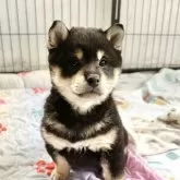 柴犬(標準サイズ)【北海道・男の子・2025年2月14日・黒】の写真1