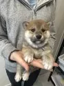 柴犬(標準サイズ)【北海道・女の子・2024年12月4日・赤】の写真6