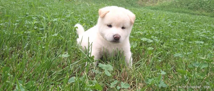 柴犬(標準サイズ)【北海道・女の子・2023年6月17日・白】の写真1「7/31更新」