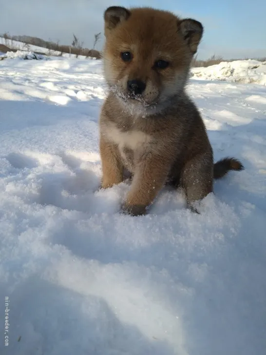 柴犬(標準サイズ)【北海道・男の子・2021年12月31日・胡麻】の写真1「優しい目です♪体はムチムチです♡」