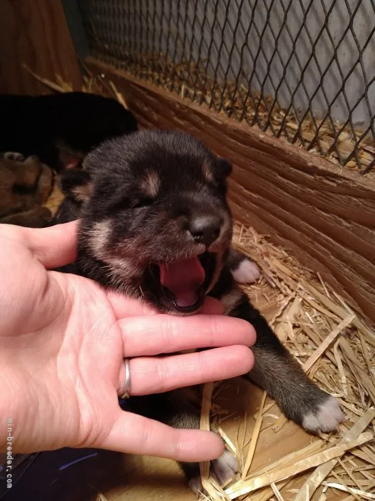 タケシ 様のお迎えした子犬