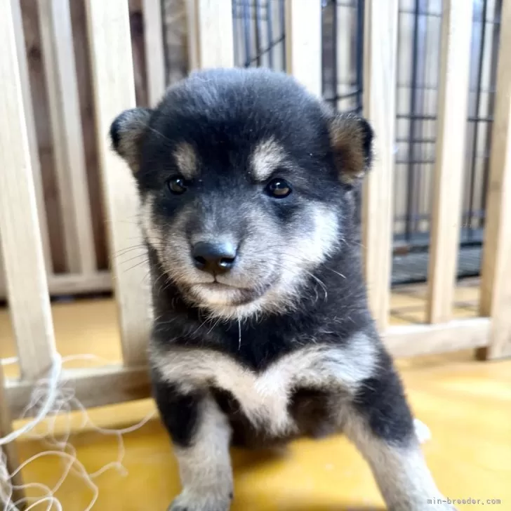 柴犬(標準サイズ)【北海道・男の子・2024年9月8日・黒】の写真1「2200」