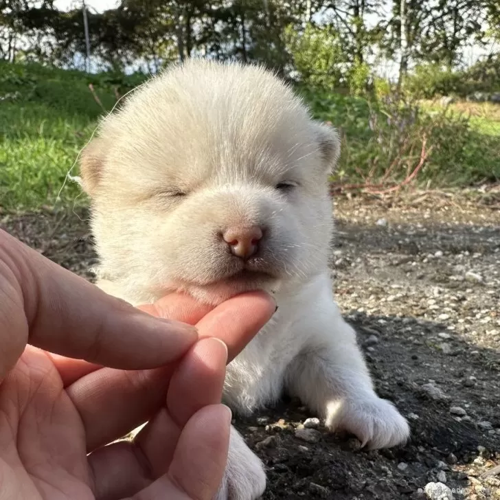 まる 様のお迎えした子犬