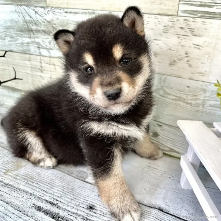 柴犬(標準サイズ)【北海道・男の子・2023年9月17日・黒】の写真1「マイクロチップ39214400079448」