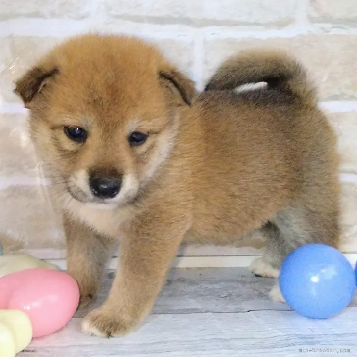 柴犬(標準サイズ)【北海道・男の子・2023年6月20日・赤】の写真1