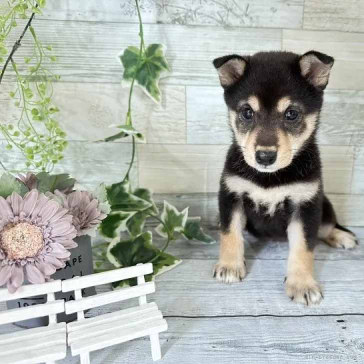 柴犬(標準サイズ)【北海道・女の子・2023年6月22日・黒】の写真1