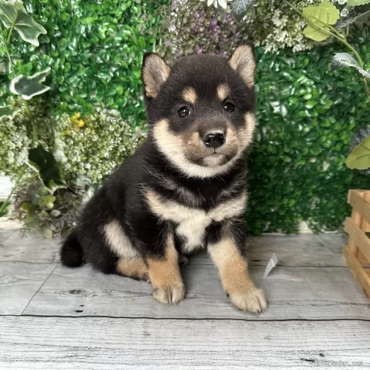 柴犬(標準サイズ)【北海道・女の子・2024年2月27日・黒】の写真1「マイクロチップ2529」