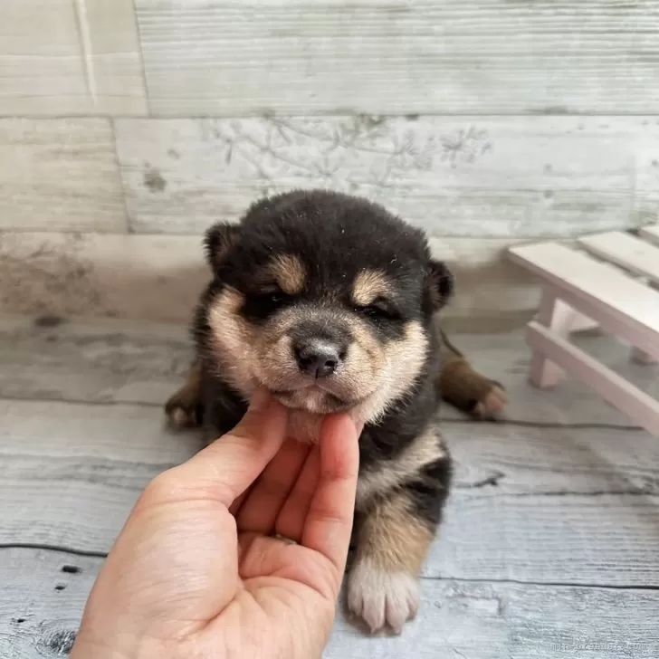 柴犬(標準サイズ)【北海道・男の子・2024年4月12日・黒】の写真1「441」