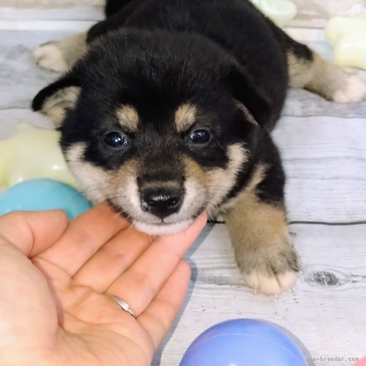 約、生後６ヶ月のオスの黒の柴犬です。里親に成ってくれる方を探しています。 - その他