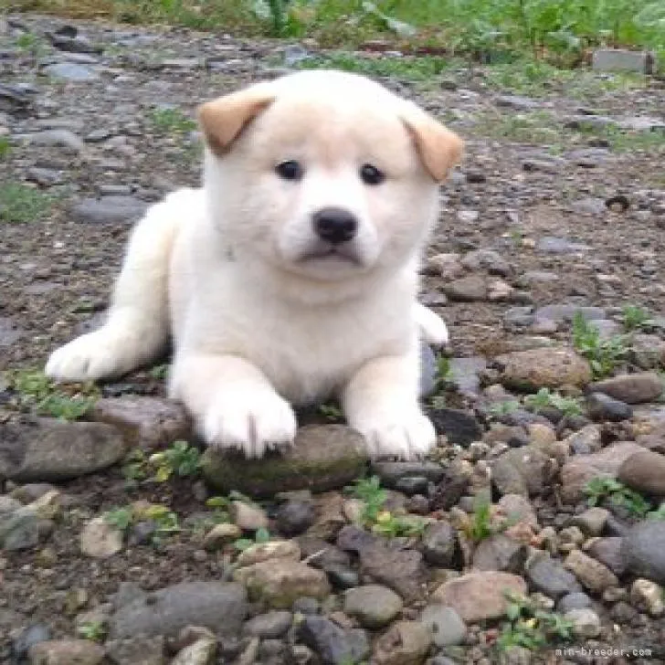 柴犬(標準サイズ)【北海道・男の子・2022年8月1日・白】の写真1「紫リボンの首輪の子」