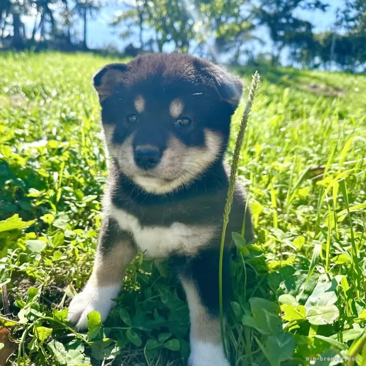 柴犬(標準サイズ)【北海道・男の子・2024年7月17日・黒】の写真1