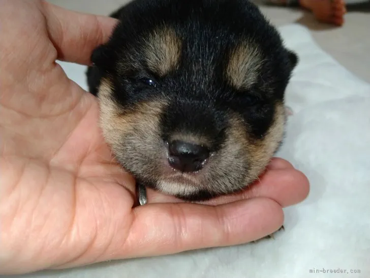 りえ 様のお迎えした子犬