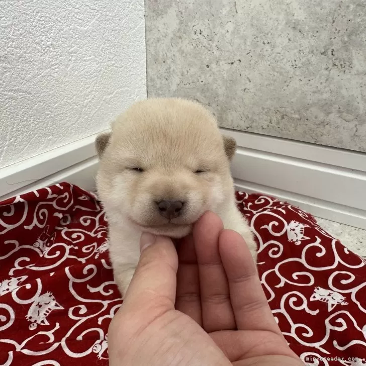 もなちゃん 様のお迎えした子犬