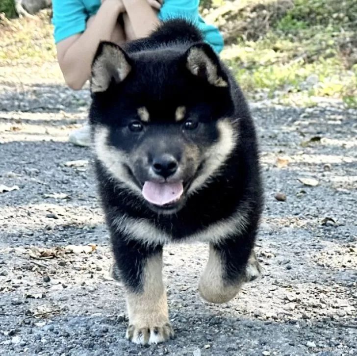 柴犬(標準サイズ)【北海道・女の子・2024年7月15日・黒】の写真1