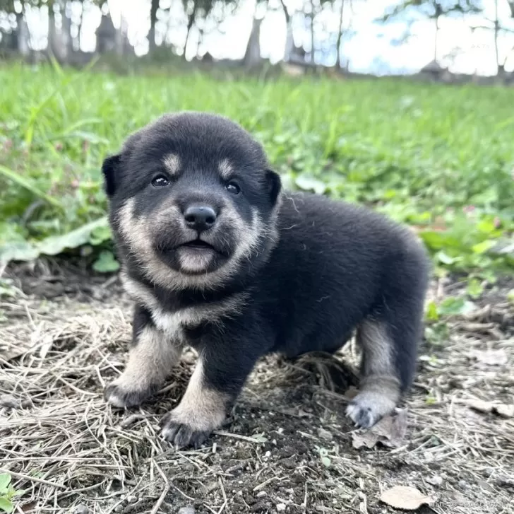 柴犬(標準サイズ)【北海道・女の子・2024年9月8日・黒】の写真1「2932」