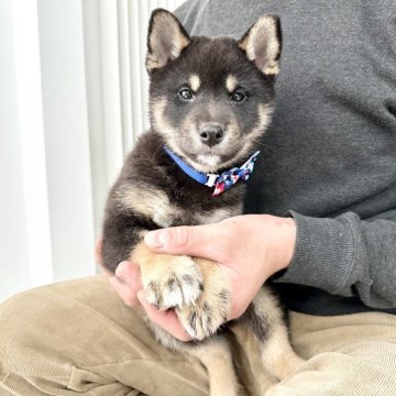 柴犬(標準サイズ)【北海道・男の子・2023年12月18日・黒】の写真「ちょこんとしたまろ眉が可愛い❤️」