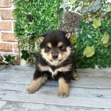 柴犬(標準サイズ)【北海道・男の子・2023年12月18日・黒】の写真「むっちむち黒柴❤️健康診断クリア！」