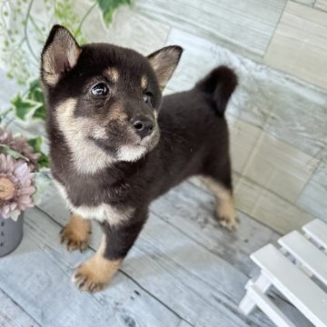 柴犬(標準サイズ)【北海道・女の子・2023年6月22日・黒】の写真「小さめな、まろまゆが特徴です❤️体も小さめ」