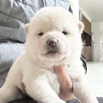 柴犬(標準サイズ)【北海道・女の子・2023年10月6日・白】の写真「父親豆柴❤️」