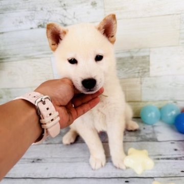 柴犬(標準サイズ)【北海道・男の子・2023年7月1日・白】の写真「希少10%の白柴！鼻が黒色でとても珍しい❤️」