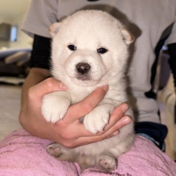 柴犬(標準サイズ)【北海道・男の子・2023年10月6日・白】の写真「大人しめ白柴です❤️」