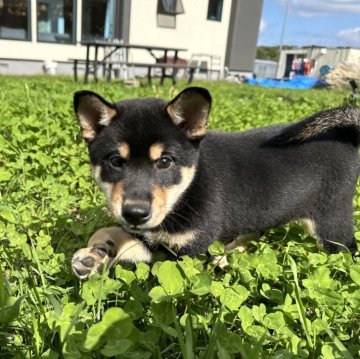 柴犬(標準サイズ)【北海道・男の子・2024年7月22日・黒】の写真「大人気黒柴！模様がとくに綺麗！」