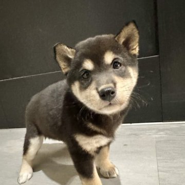 柴犬(標準サイズ)【北海道・女の子・2024年9月8日・黒】の写真「大人気黒柴🩷」