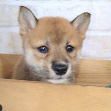 柴犬(標準サイズ)【北海道・女の子・2023年6月20日・赤】の写真「胡麻風模様❤️骨格もしっかり」