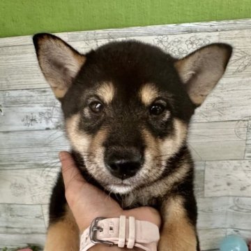 柴犬(標準サイズ)【北海道・男の子・2023年7月1日・黒】の写真「好奇心旺盛元気いっぱい❤️少し小さめです」