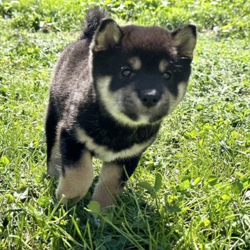 柴犬(標準サイズ)【北海道・女の子・2024年7月17日・黒柴】の写真「人気黒柴🌸まる顔🩷」