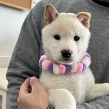 柴犬(標準サイズ)【北海道・男の子・2023年12月6日・白】の写真「大人気白柴！健康診断クリア」